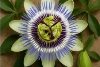 imgi_17_Passionflower.webp
